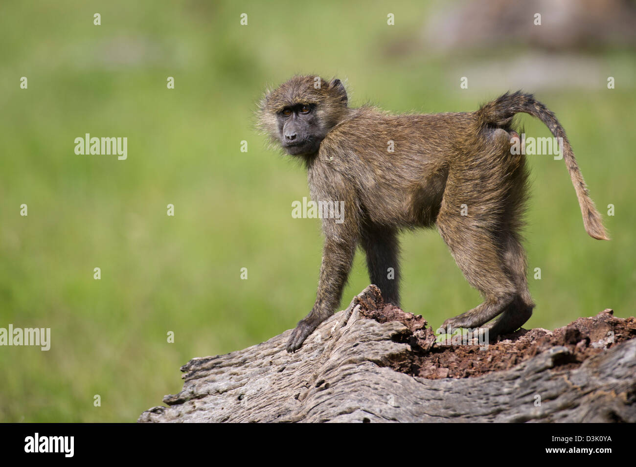 Olive Pavian (Papio Cynocephalus Anubis), Ol Pejeta Wildlife Conservancy, Laikipia, Kenia Stockfoto