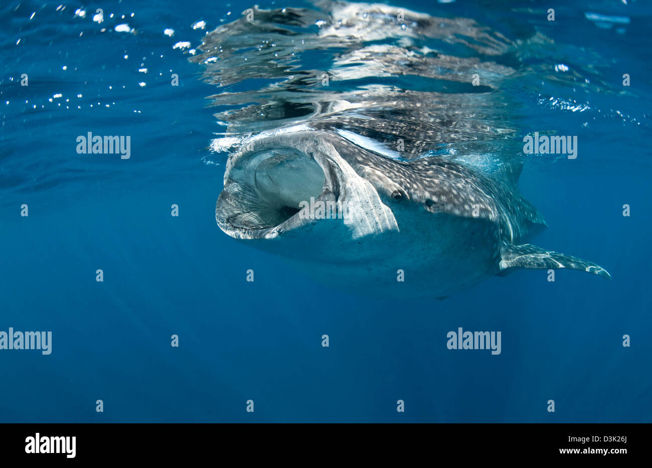 Wal-Hai Fütterung vor der Küste der Isla Mujeres, Mexiko. Stockfoto