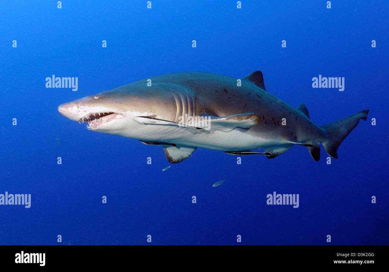 Sand Tigerhai mit Schiffshaltern in mittlerer Wassertiefe vor der Küste von North Carolina. Stockfoto