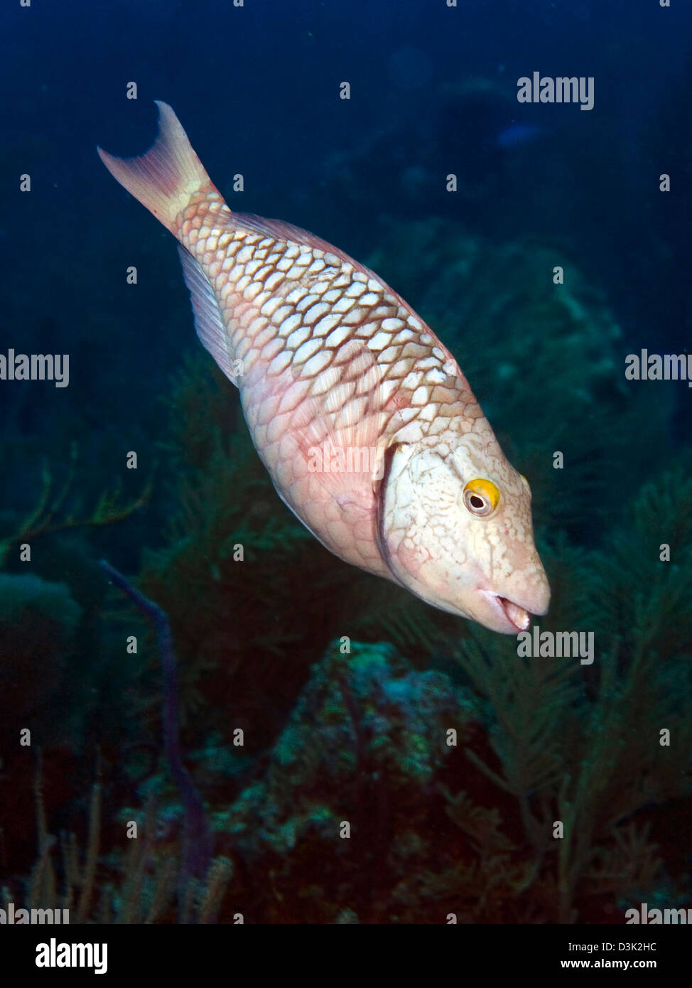 Zwischenstufe Stoplight Papageienfisch auf karibischer Reef. Stockfoto