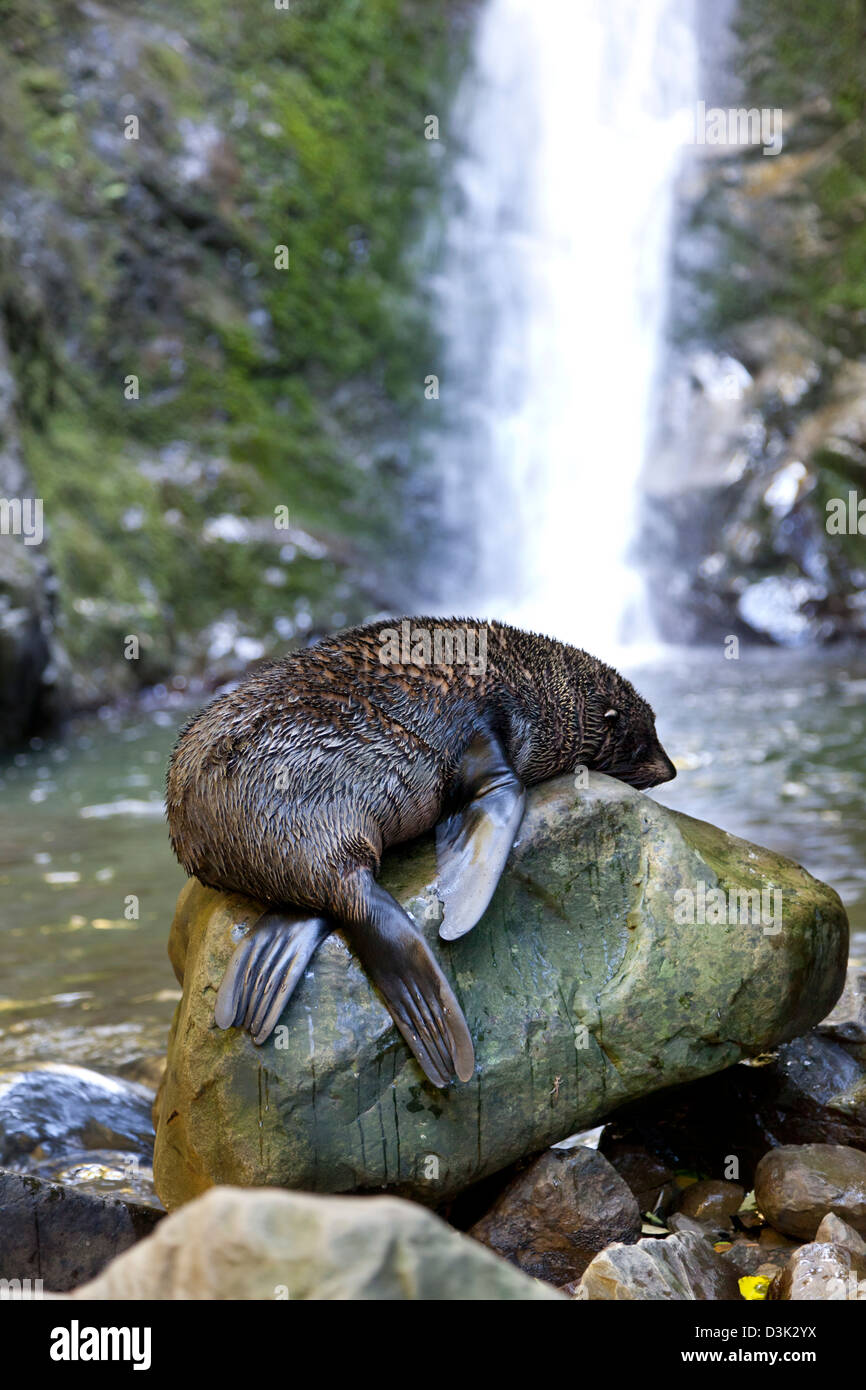 Gähnende Ohau Streams versiegeln Welpe sitzt auf einem Felsen, New Zealand Stockfoto