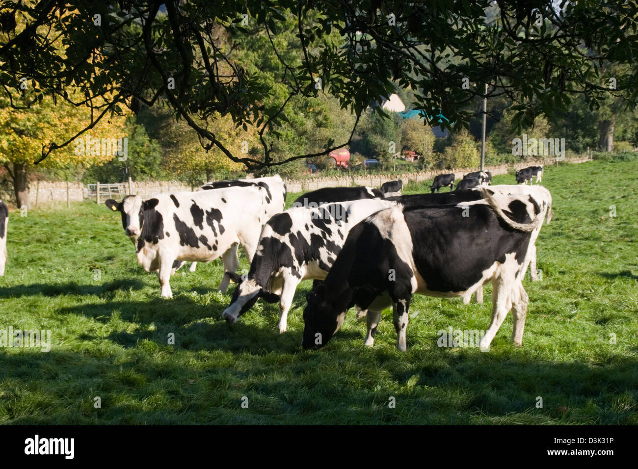 Holstein-Friesian Rinder weiden Schwellen Gloucestershire England UK Stockfoto