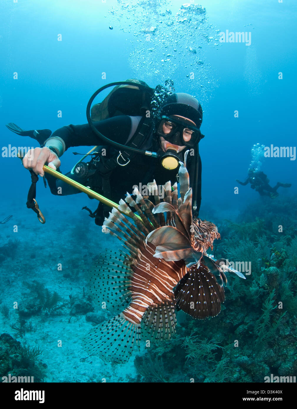 Taucher spears eine invasive Indo-pazifischen Rotfeuerfisch im karibischen Meer. Stockfoto