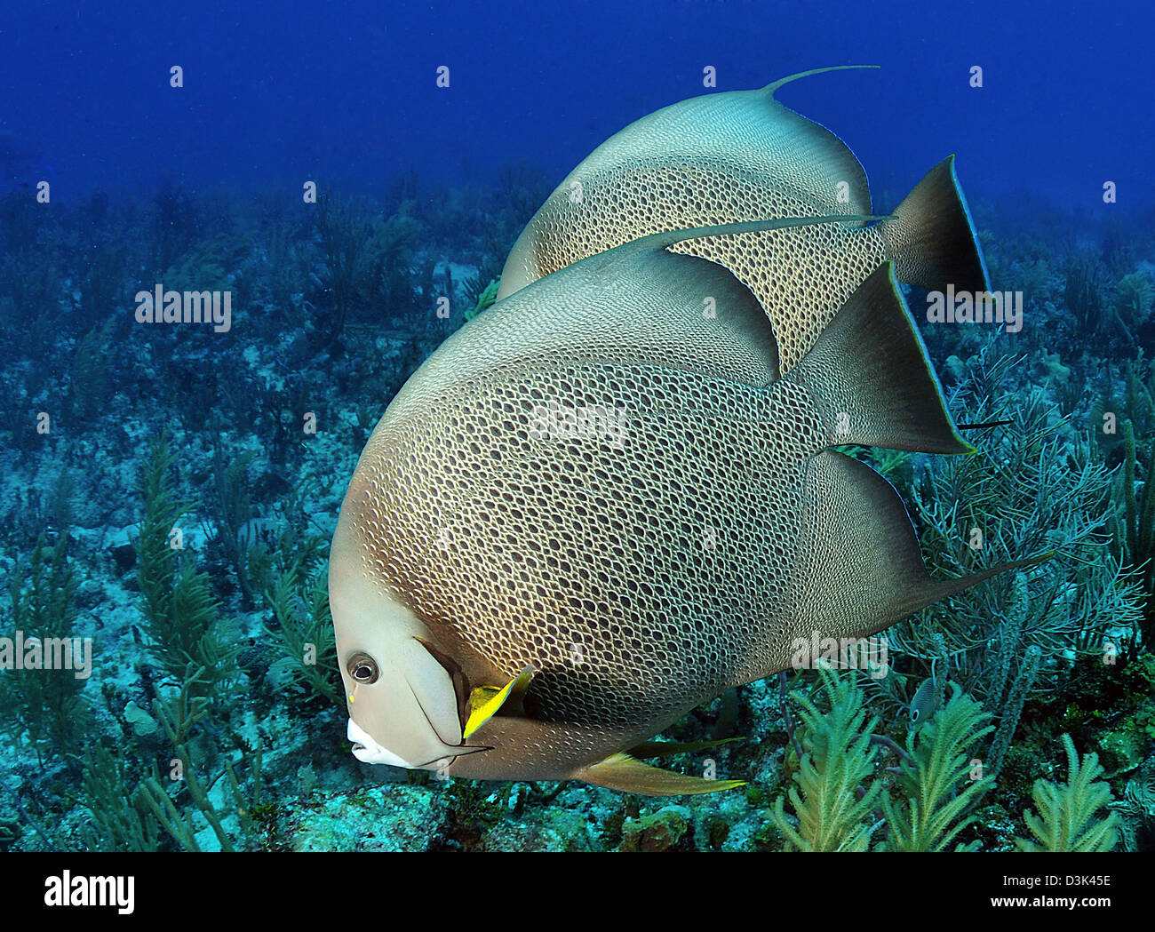 Ein paar von Gray Angelfish an einem karibischen Riff. Stockfoto