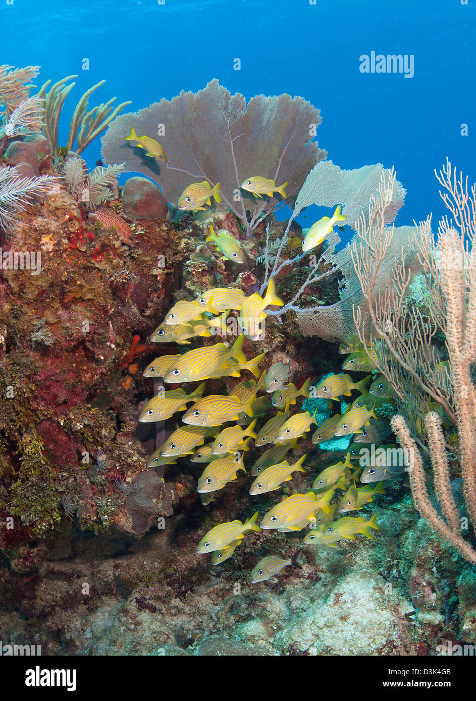 Blau gestreifte Grunzen Schulbildung am karibischen Reef. Stockfoto