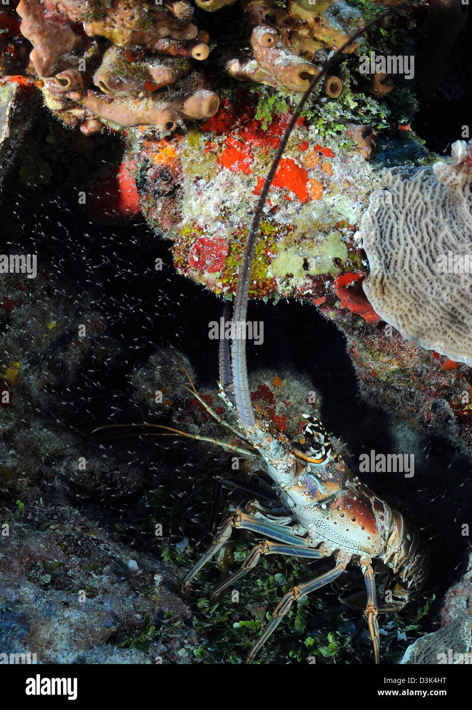 Karibik-Languste am karibischen Reef. Stockfoto