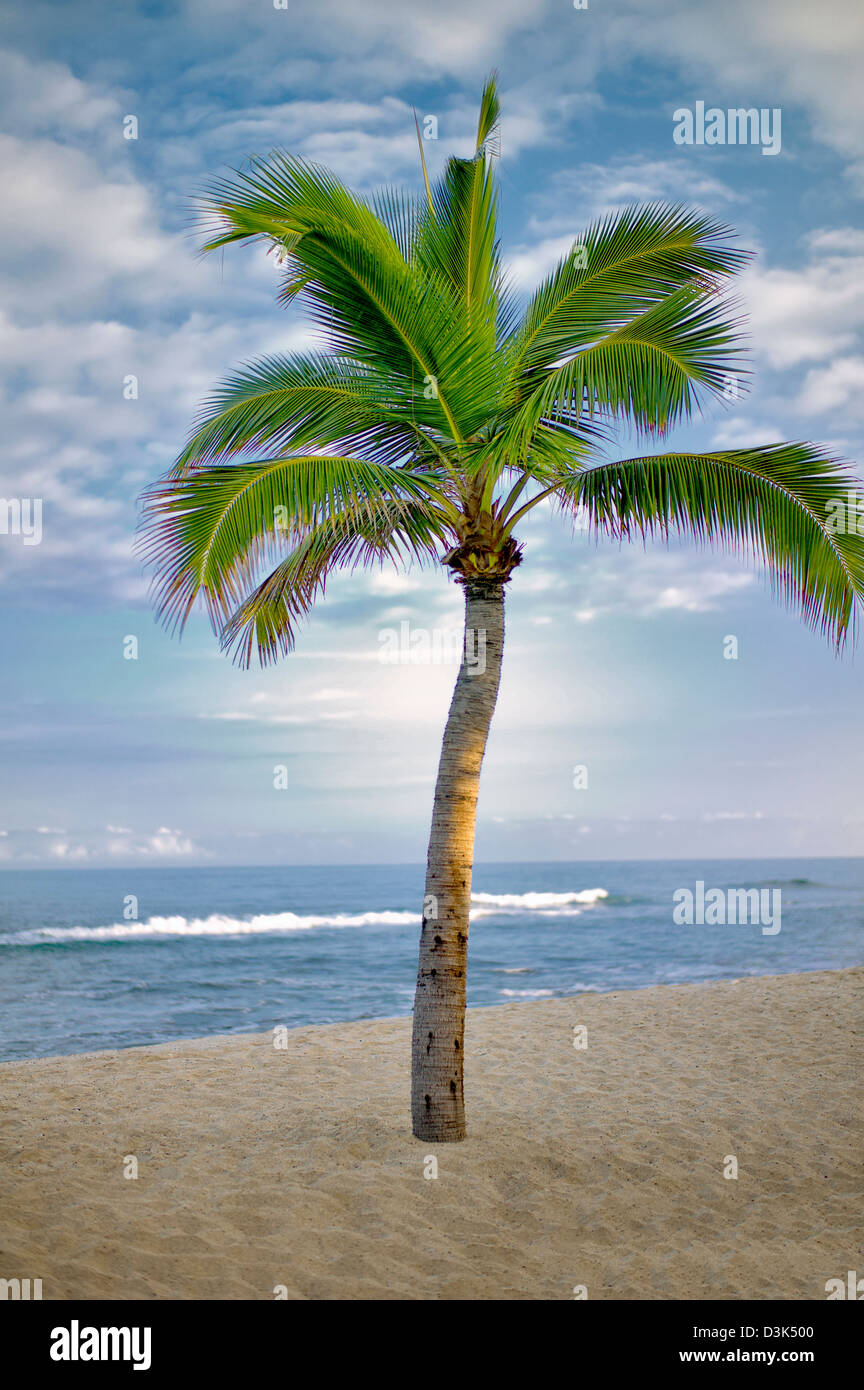 Palme und Meer an der Kohala Coast. Big Island, Hawaii. Stockfoto