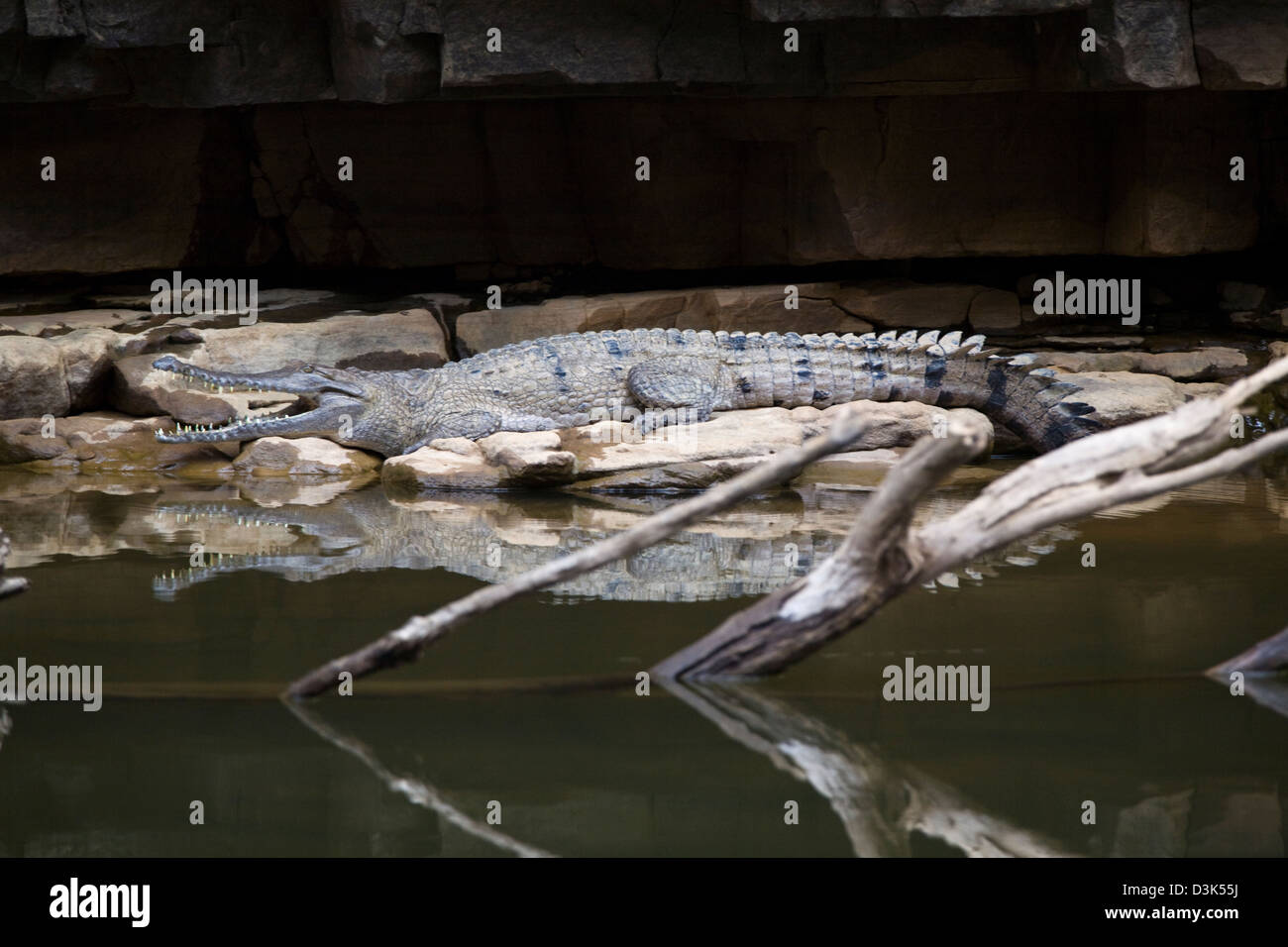 Süßwasser-Krokodile (Crocodylus Johnstoni) verweilen an den Ufern des Katherine River, Nitmiluk NP, Australien Stockfoto