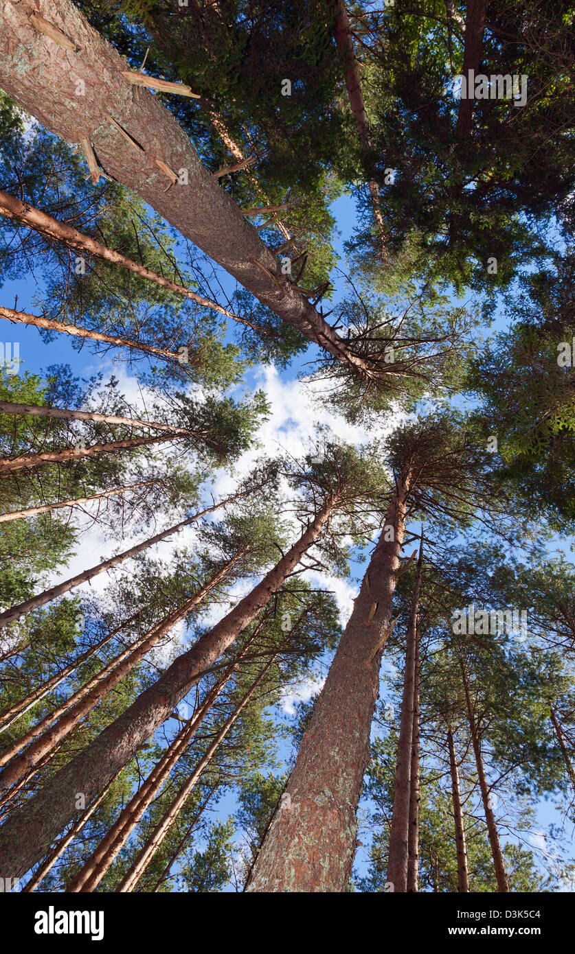 Hohen Kiefern im Wald gegen blauen Himmel Stockfoto