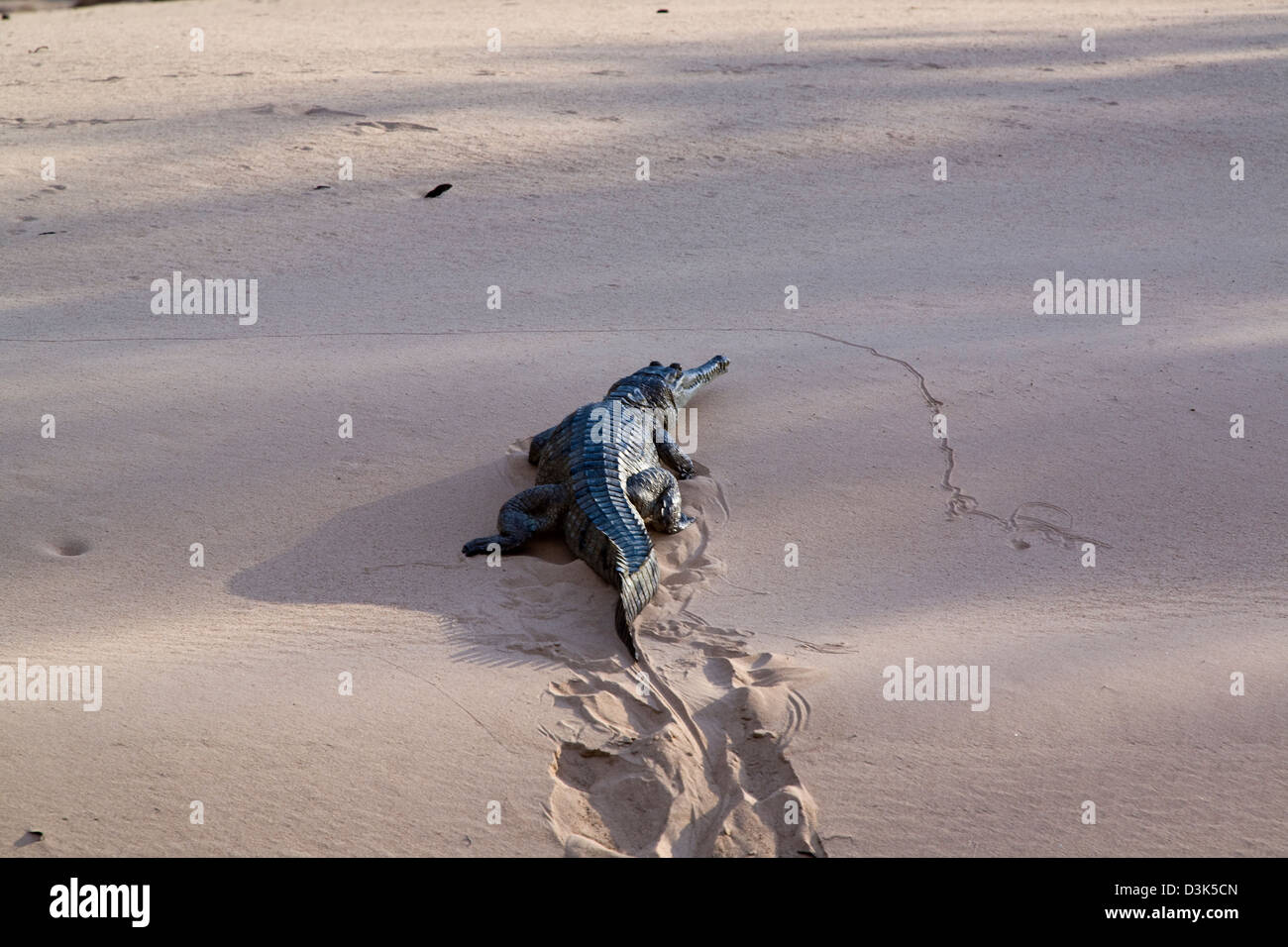 Weibliche Frischwasser Krokodile (Crocodylus Johnstoni) Nest an Sandstränden entlang der Katherine River im Nitmiluk NP, Australien Stockfoto