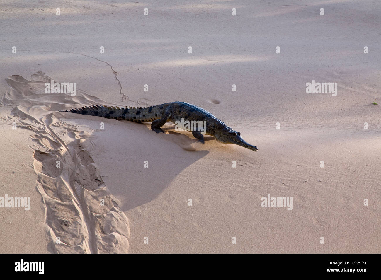 Weibliche Frischwasser Krokodile (Crocodylus Johnstoni) Nest an Sandstränden entlang der Katherine River im Nitmiluk NP, Australien Stockfoto