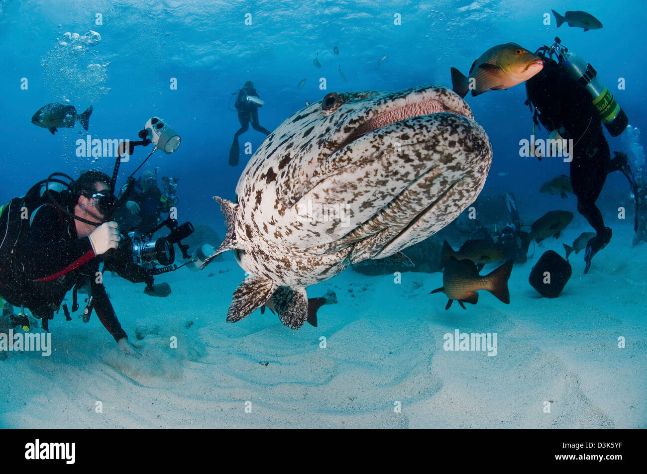 Taucher fotografieren einen riesigen Zackenbarsch, Great Barrier Reef, Queensland, Australien. Stockfoto