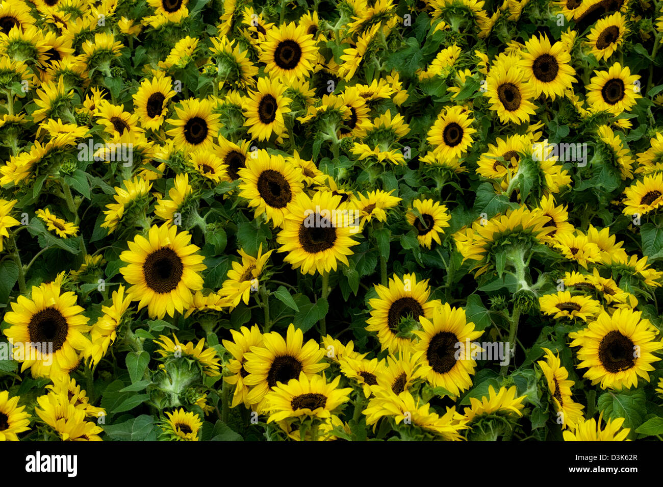 Feld von Sonnenblumen. Stockfoto