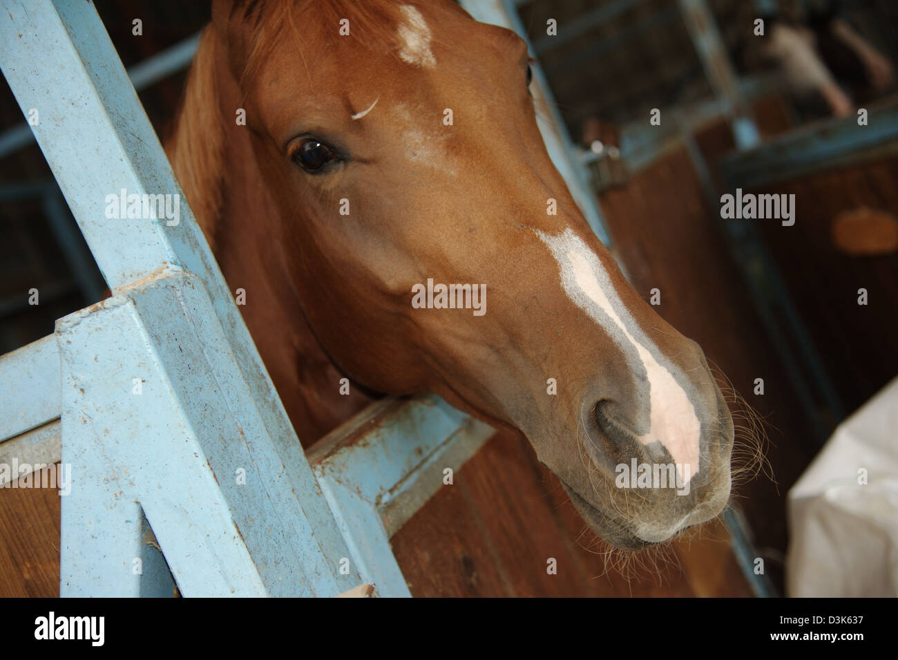 Pferd in der farm Stockfoto