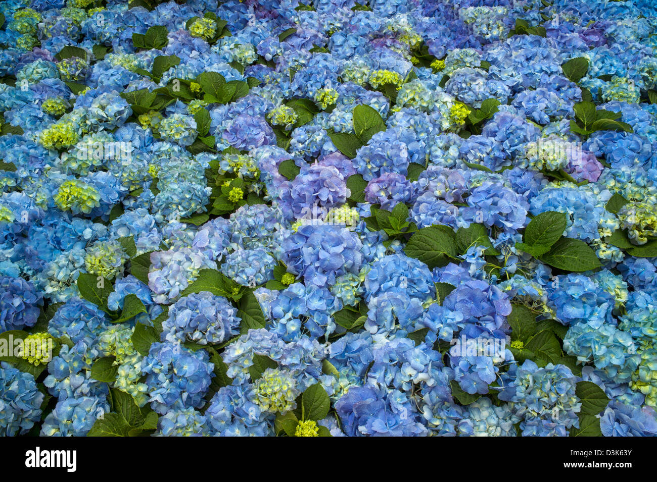 Hydrandea, bayerische blau. Stockfoto