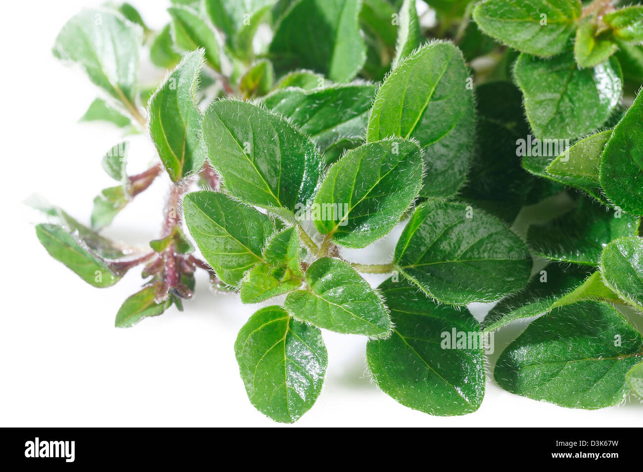Oregano Pflanze auf weißem Hintergrund Stockfoto