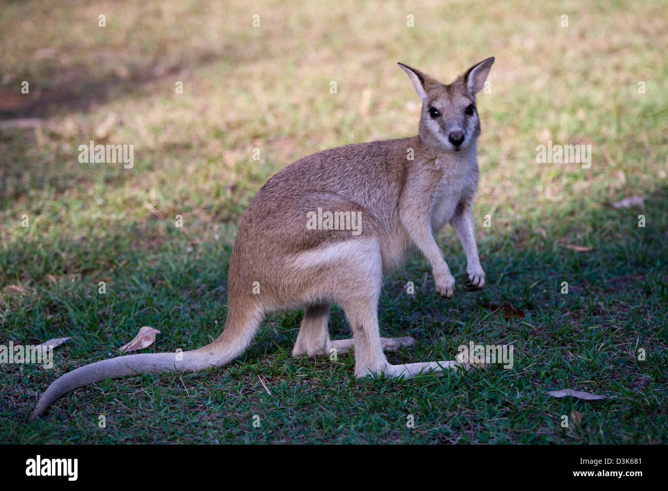 Wallabys sind reich an (Katherine Gorge) Nitmiluk National Park, in der Nähe von Katherine, Northern Territory, Australien. Stockfoto