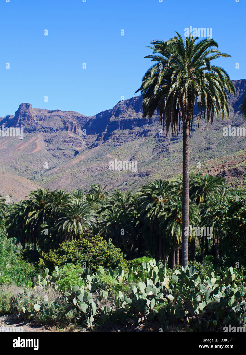 Palm-Baum und Berge Arteara, San Bartolomé de Tirajana Region, Gran Canaria, Kanarische Inseln Stockfoto