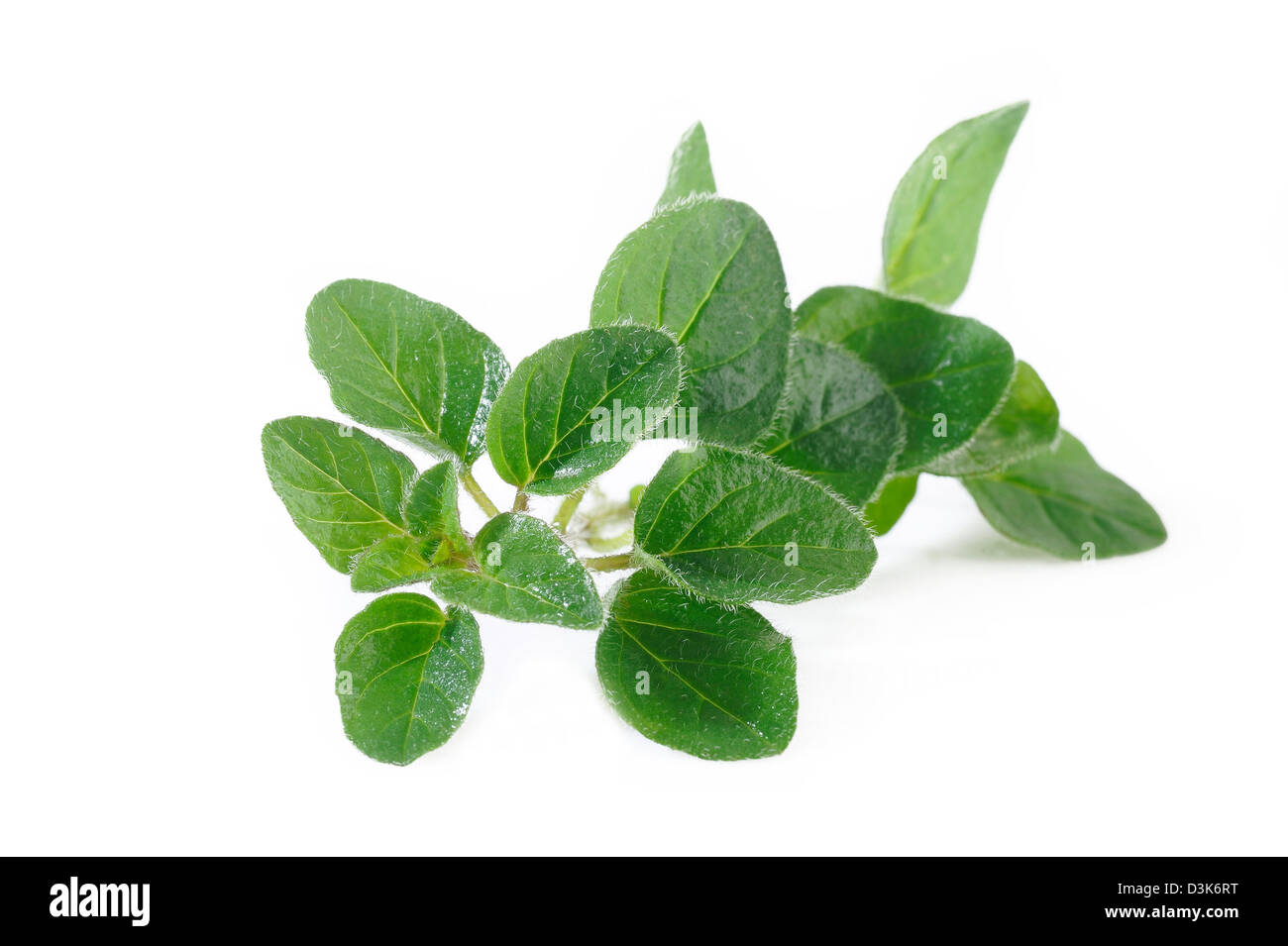 Oregano Pflanze auf weißem Hintergrund Stockfoto