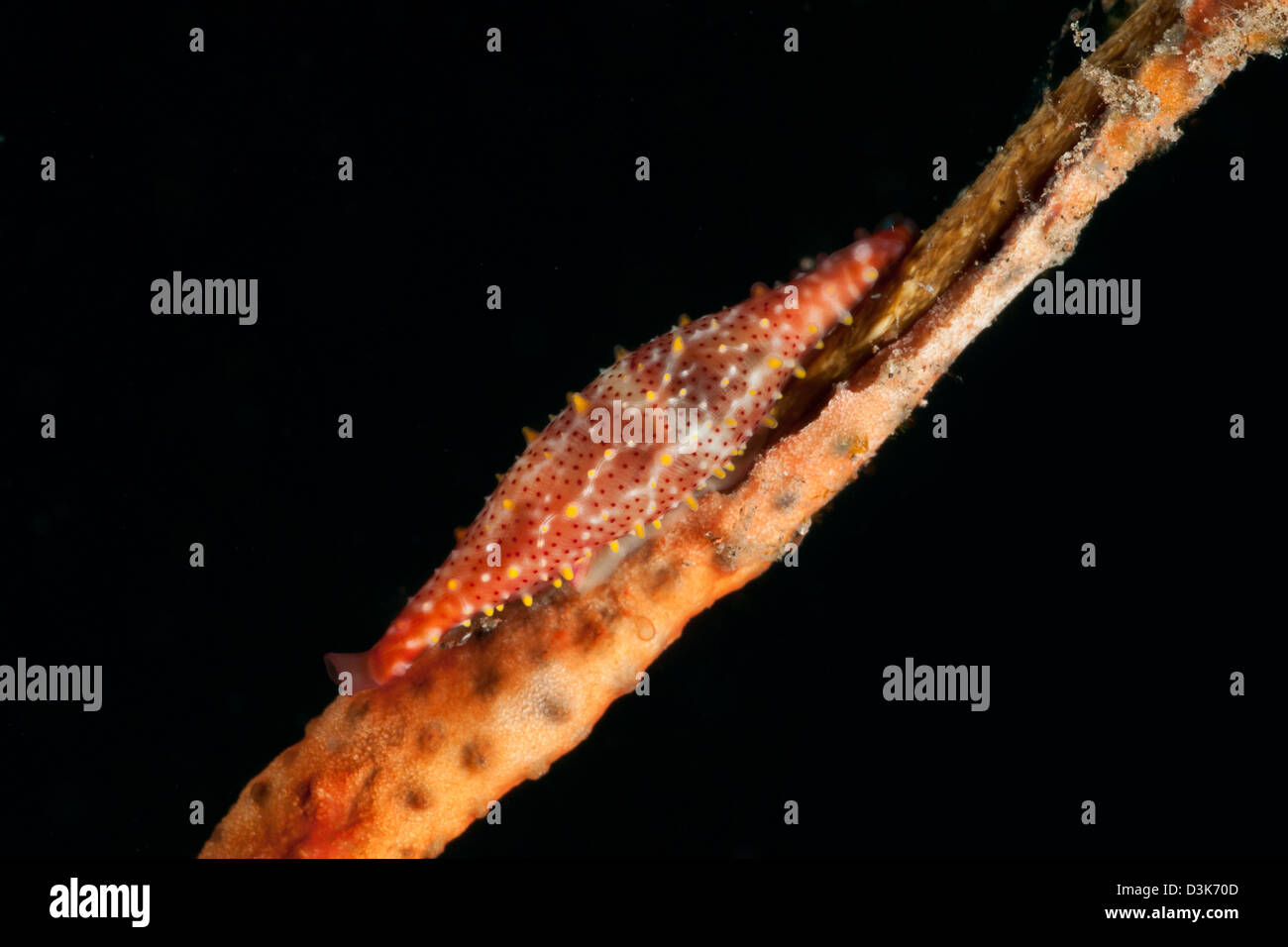 Rote Spindel Kauri auf Peitsche Korallen, Bali, Indonesien. Stockfoto