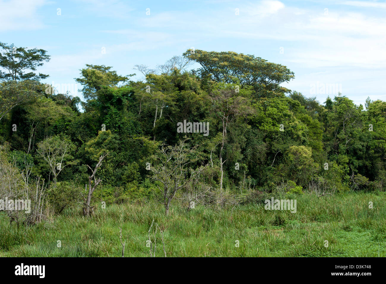 Sumpf im Wald, Saiwa Swamp Nationalpark, Kenia Stockfoto