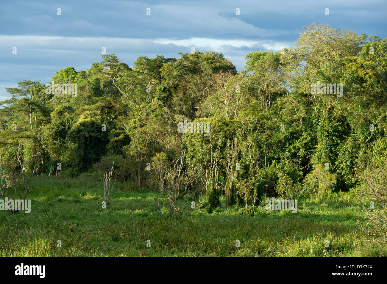 Sumpf im Wald, Saiwa Swamp Nationalpark, Kenia Stockfoto