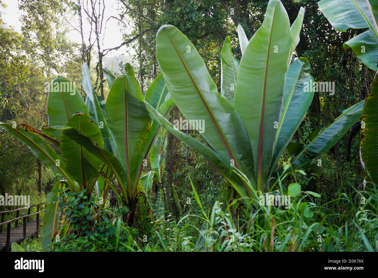 Üppige Vegetation, Saiwa Swamp Nationalpark, Kenia Stockfoto