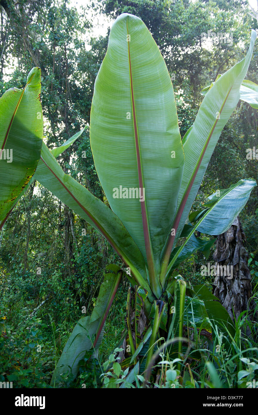 Üppige Vegetation, Saiwa Swamp Nationalpark, Kenia Stockfoto