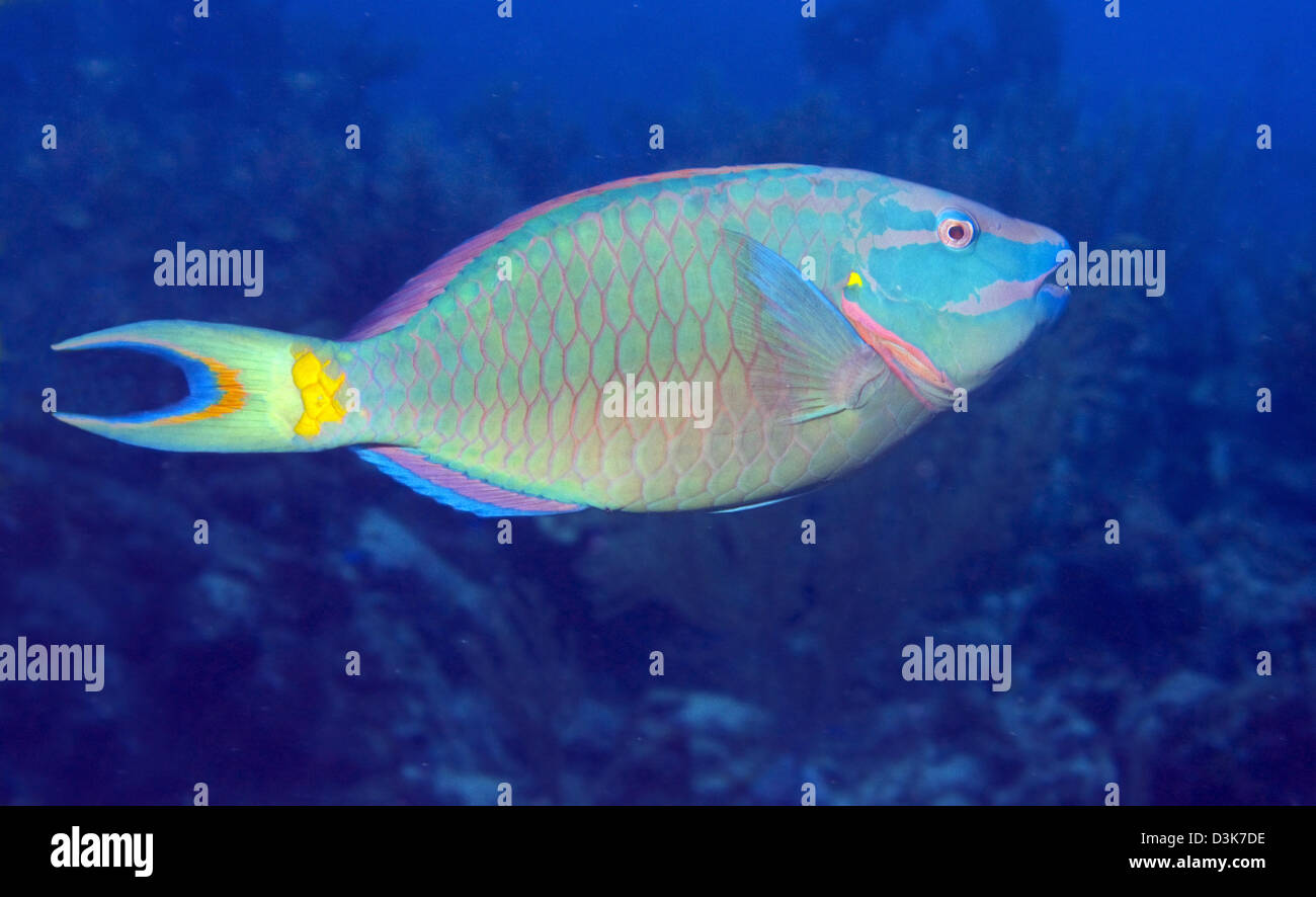 Stoplight Papageienfisch auf karibischer Reef. Stockfoto