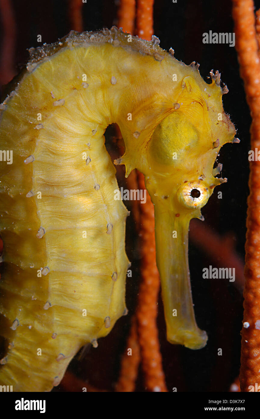 Gelbe Seepferdchen, Batam, Riau, Indonesien. Stockfoto