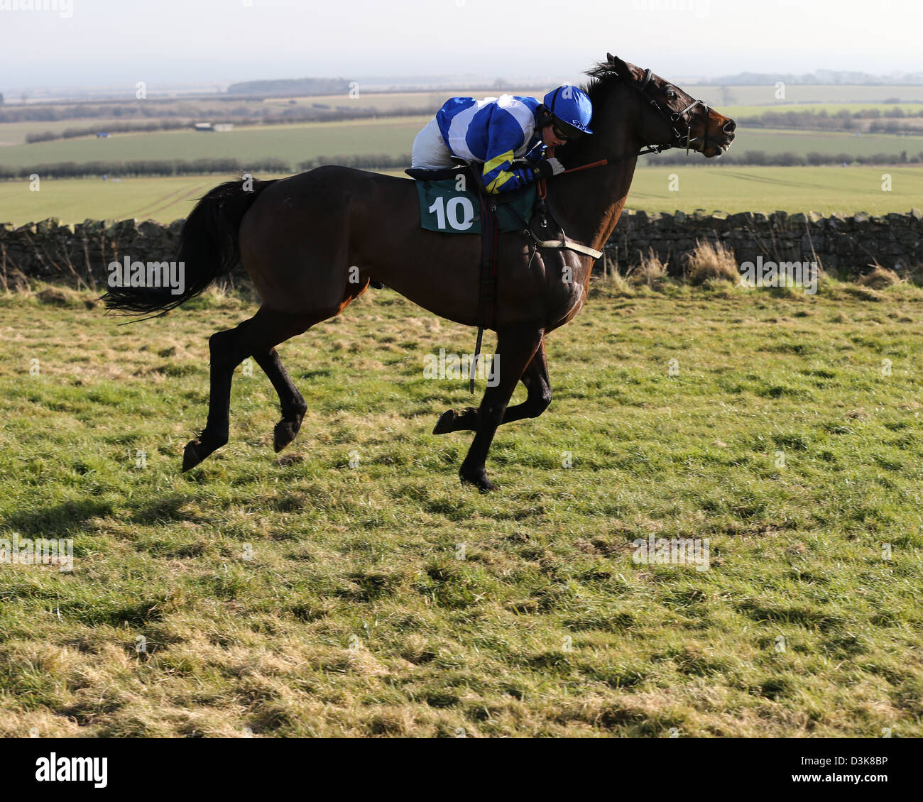 Jockey Hals der Pferde nach schweren Fehler am Zaun Stockfoto