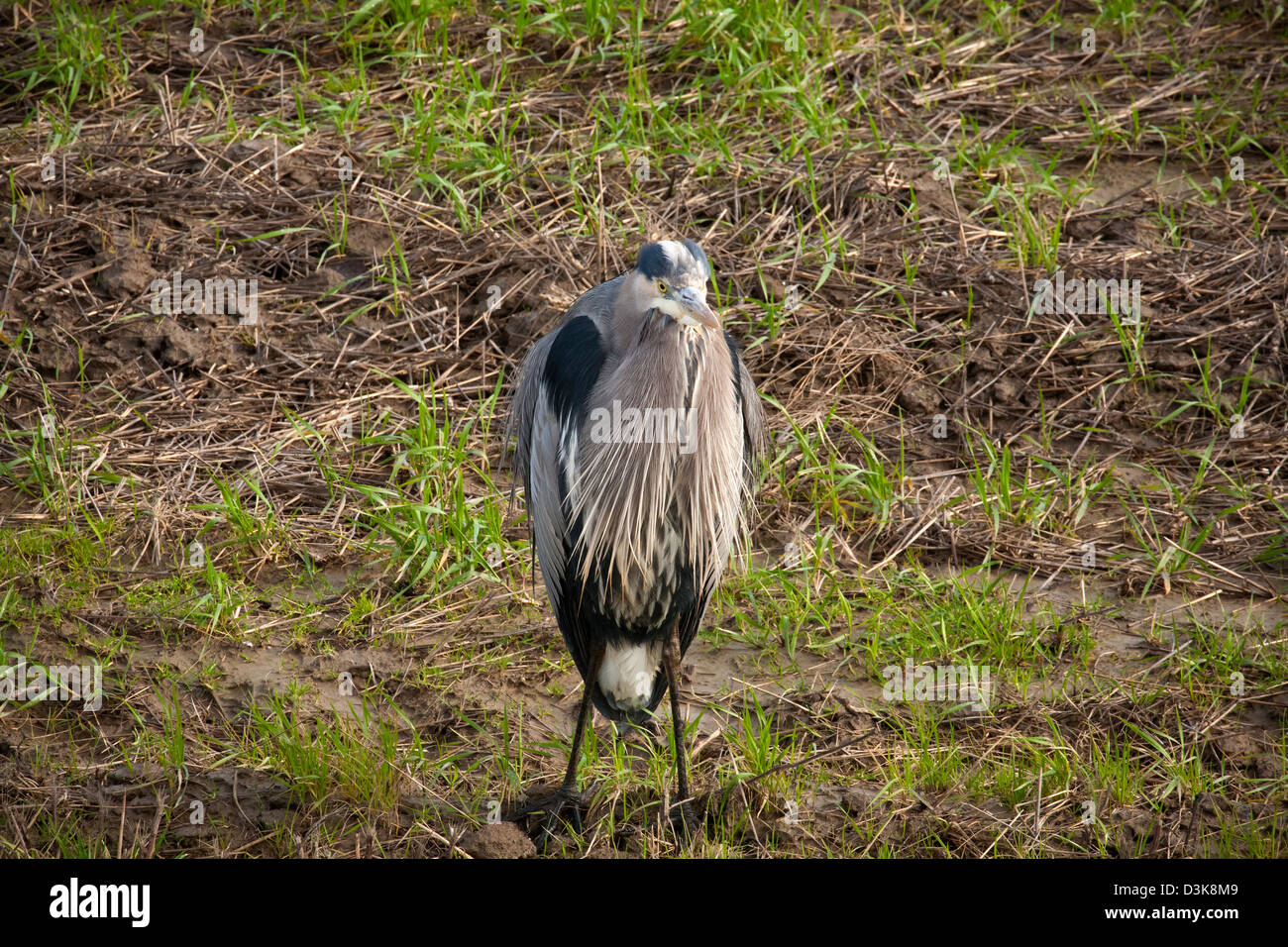 WA08161-00... WASHINGTON - ein Great Blue Heron in einem Feld nahe dem Ufer des Peters Bay am Skagit River Delta. Stockfoto