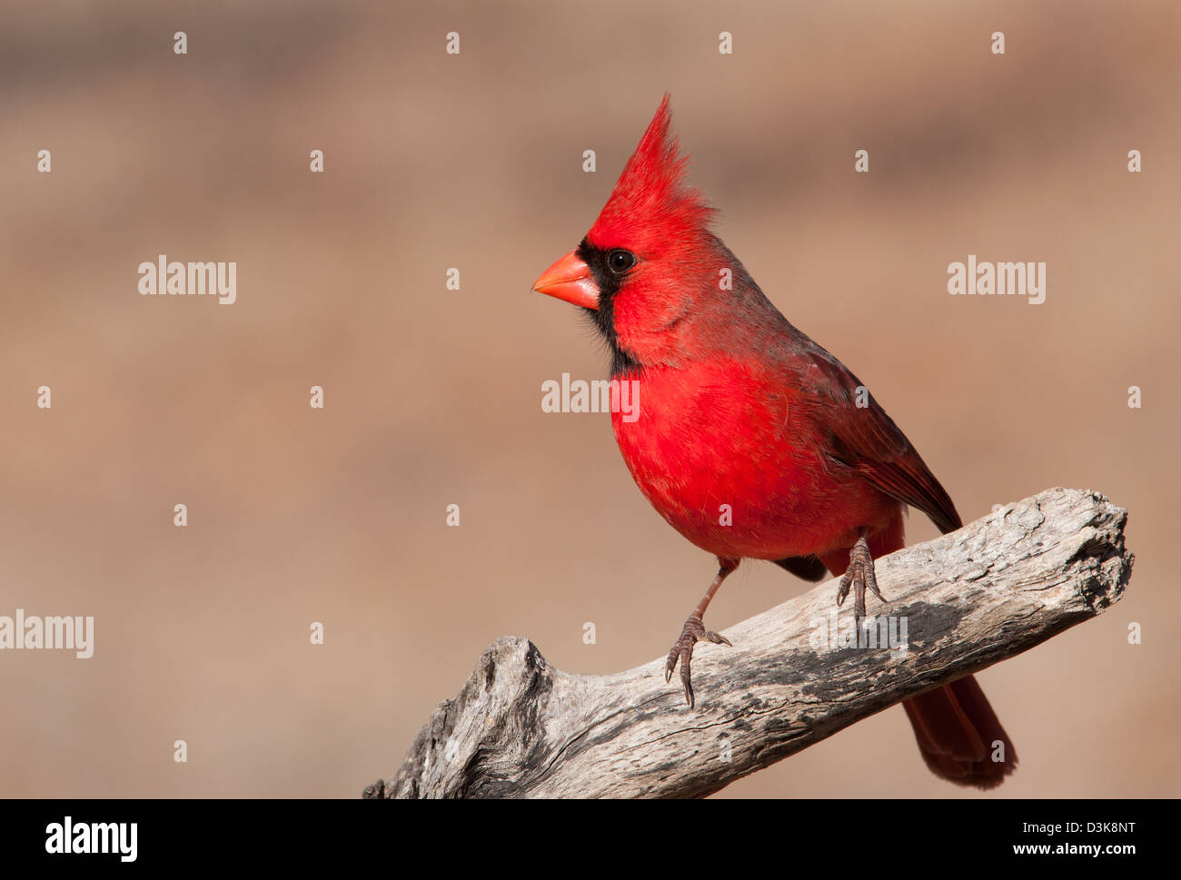 Schöne helle rote nördlichen Kardinal Männchen sitzen auf einem trockenen Ast Stockfoto