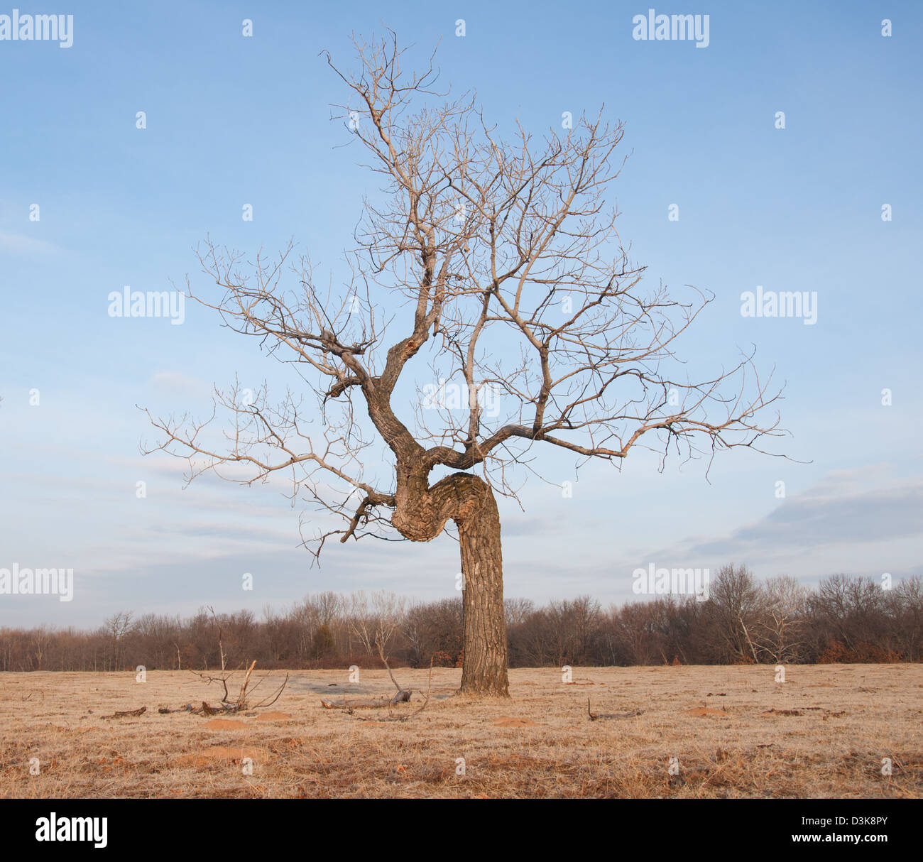 Krummen Baum wächst auf offenem Feld - Konzept der Beharrlichkeit trotz schwieriger Bedingungen Stockfoto
