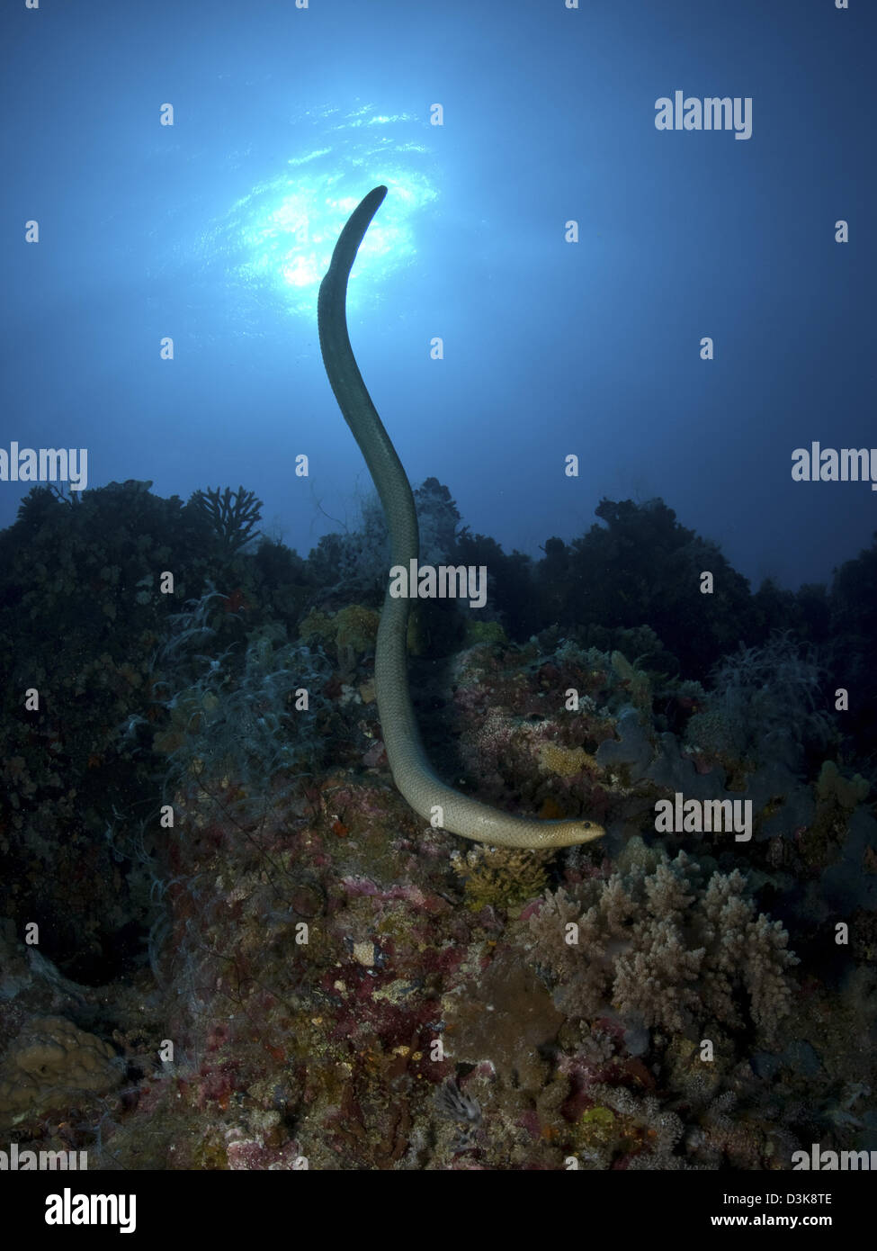 Krait Seeschlange, Great Barrier Reef, Queensland, Australien. Stockfoto