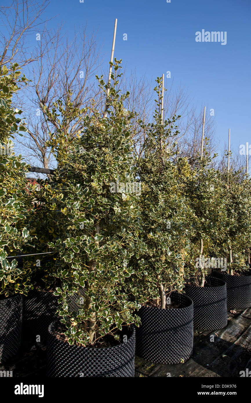 Holly Büsche, Holly, Bush, Pflanze, Natur, an Weihnachten, im Herbst, Laub, Beeren, Wald ilex zum Verkauf an J Jones Baumschule in Southport, Merseyside, UK Stockfoto