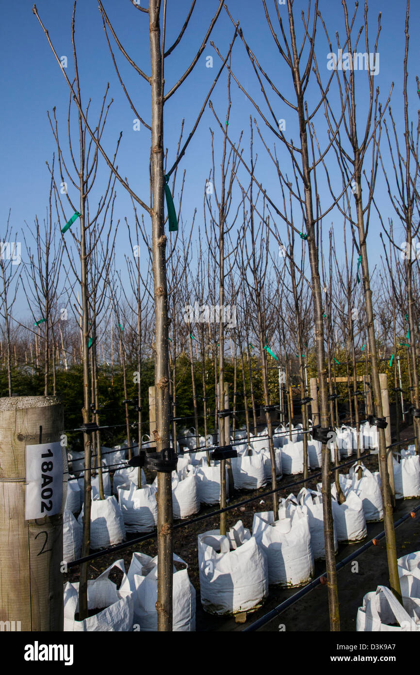 Container Sorbus Rossica Major für Verkauf an J Jones Baumschule in Southport, Merseyside, UK gewachsen Stockfoto