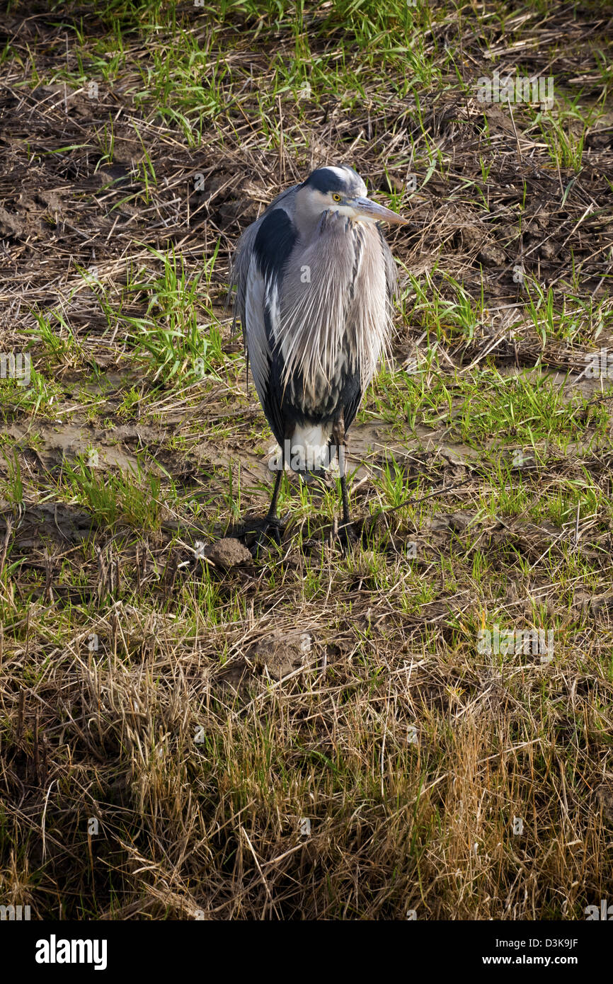 WA08162-00... WASHINGTON - ein Great Blue Heron in einem Feld nahe dem Ufer des Peters Bay am Skagit River Delta. Stockfoto