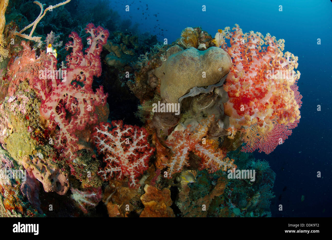 Riff-Szene mit Gorgonien und Weichkorallen, Nord-Sulawesi, Indonesien. Stockfoto