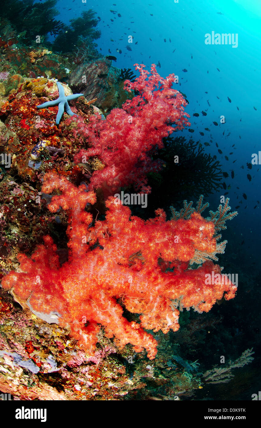 Rote Weichkorallen und blau Leder Seestern, Nord-Sulawesi, Indonesien. Stockfoto