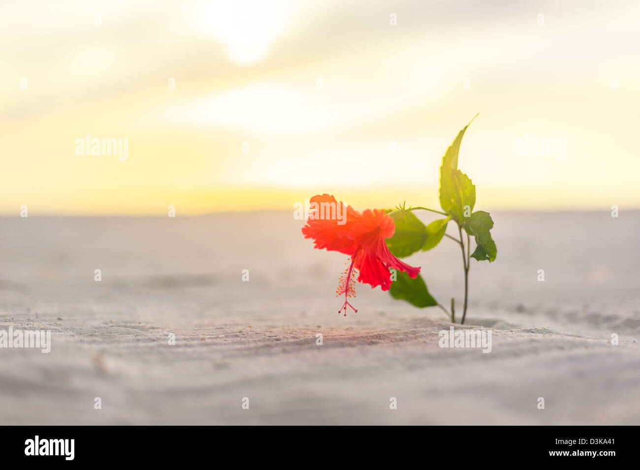 Hibiskus Blumen und tropischen sand Stockfoto