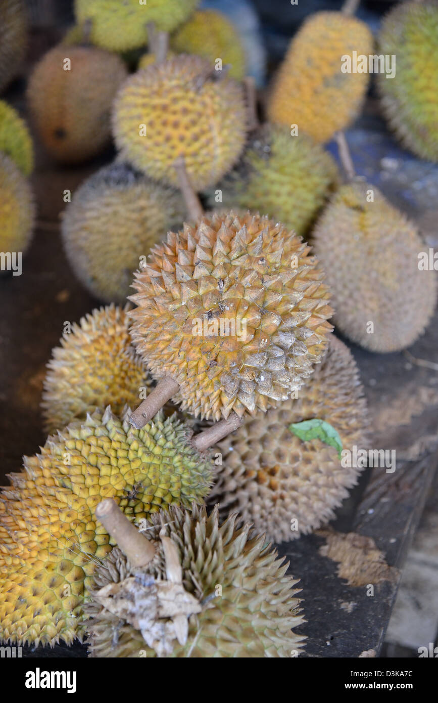 Geist der Durian (oder Durian Hantu) Stockfoto