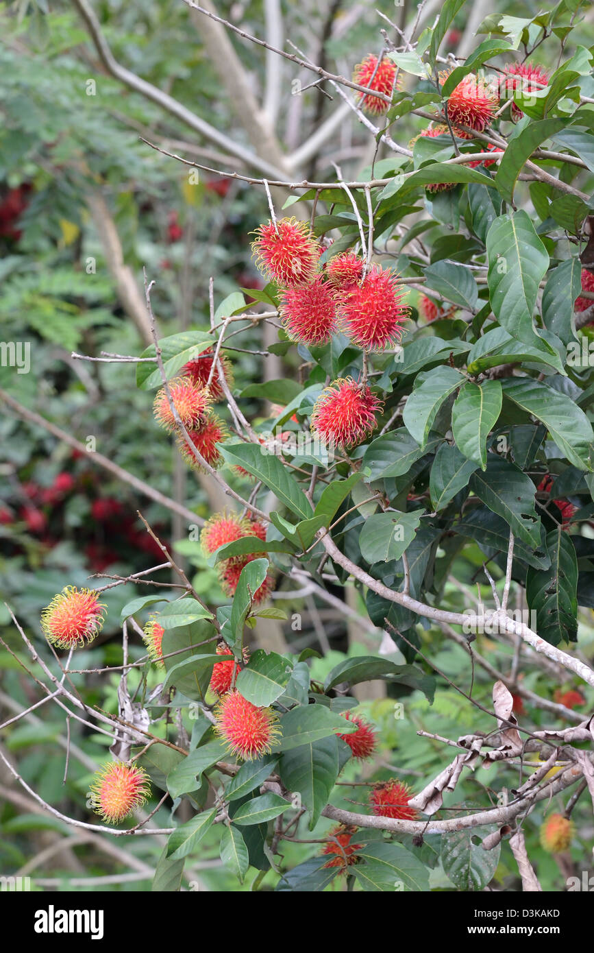 Rambutan, die Frucht des Baumes Nephelium Lappaceum in der Familie Sapindaceae, auf dem Baum Stockfoto