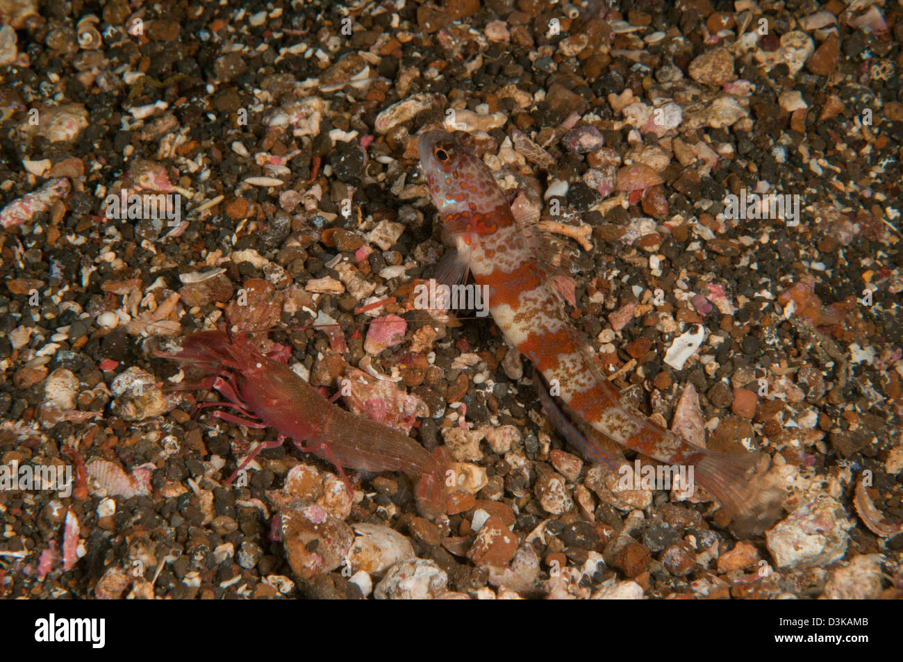 Gekerbten Grundel und blinde Garnelen, Lembeh Strait, Nord-Sulawesi, Indonesien. Stockfoto