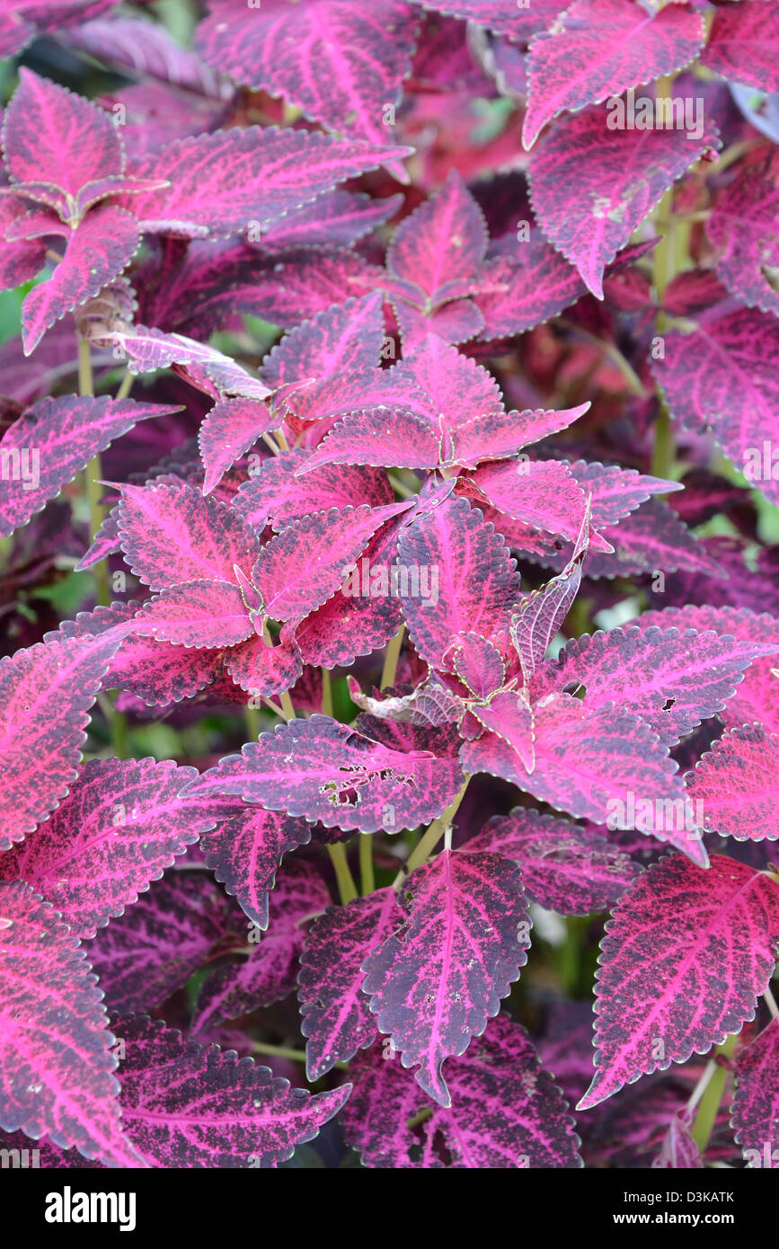 Blätter der Pflanze coleus Stockfoto