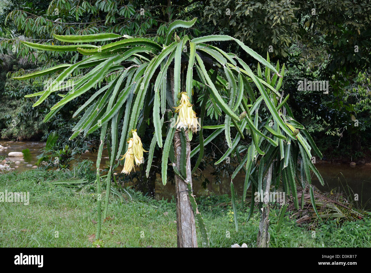 gummibaum klein Gummibaum (Ficus elastica) 'Robusta' kaufen