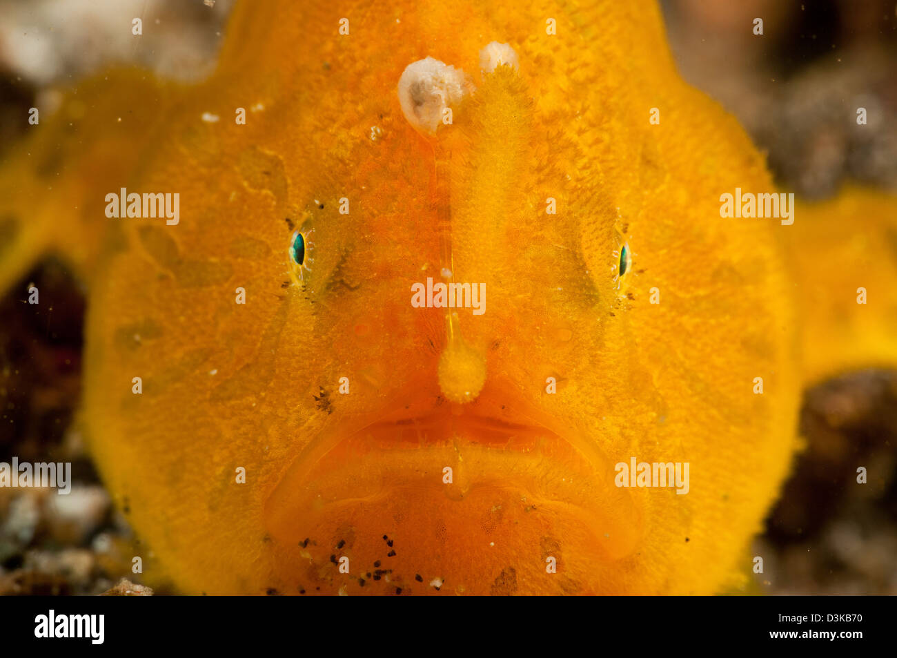 Orange warzige Anglerfisch (Antennarius Maculatus) mit Angelrute verlängert, Lembeh Strait, Nord-Sulawesi, Indonesien. Stockfoto