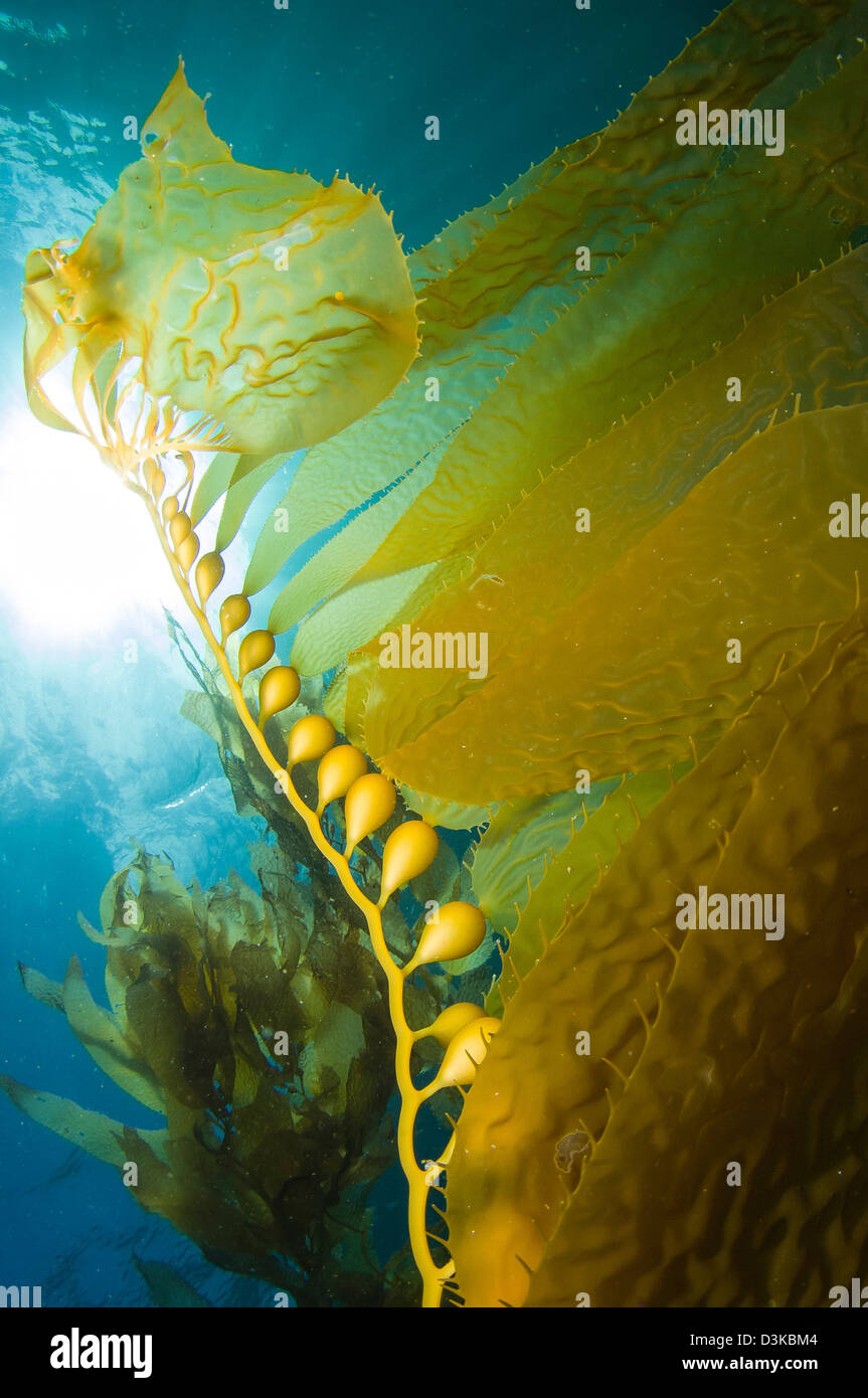 Giant Kelp, Catalina Island, Kalifornien. Stockfoto