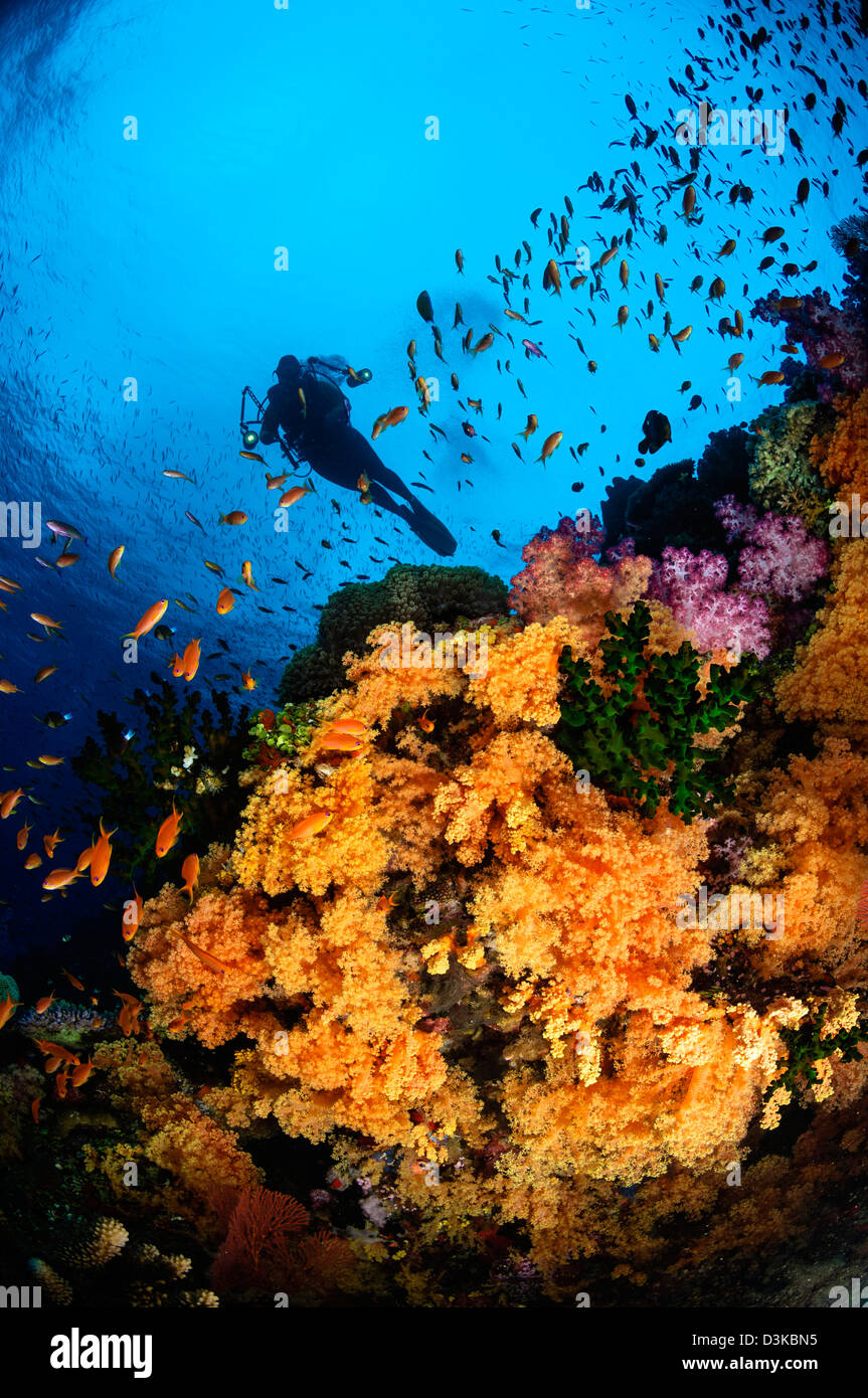 Taucher und Weichkorallen, Fidschi-Inseln. Stockfoto