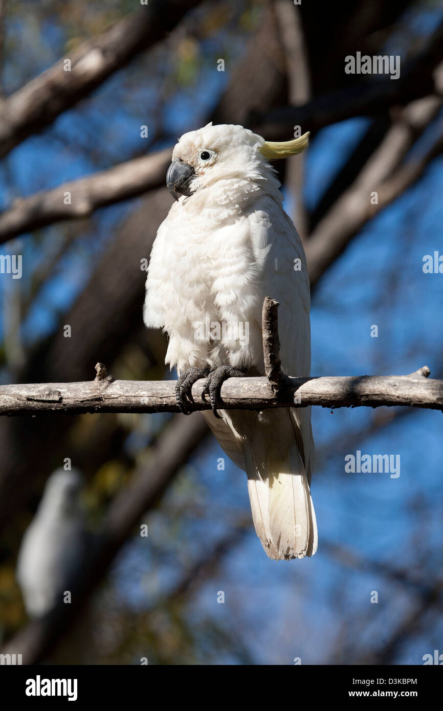 Schwefel Crested Cockatoo auf das Vorland des Lake Burley Griffin Canberra Australien Stockfoto